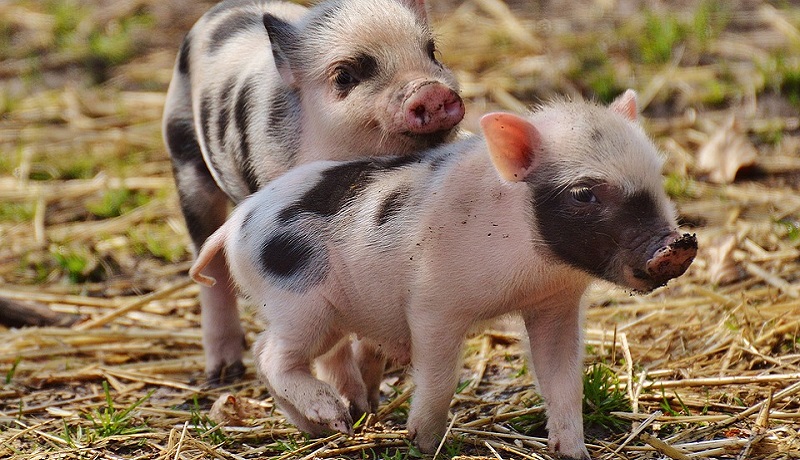 porcos Os 8 animais mais inteligentes do mundo